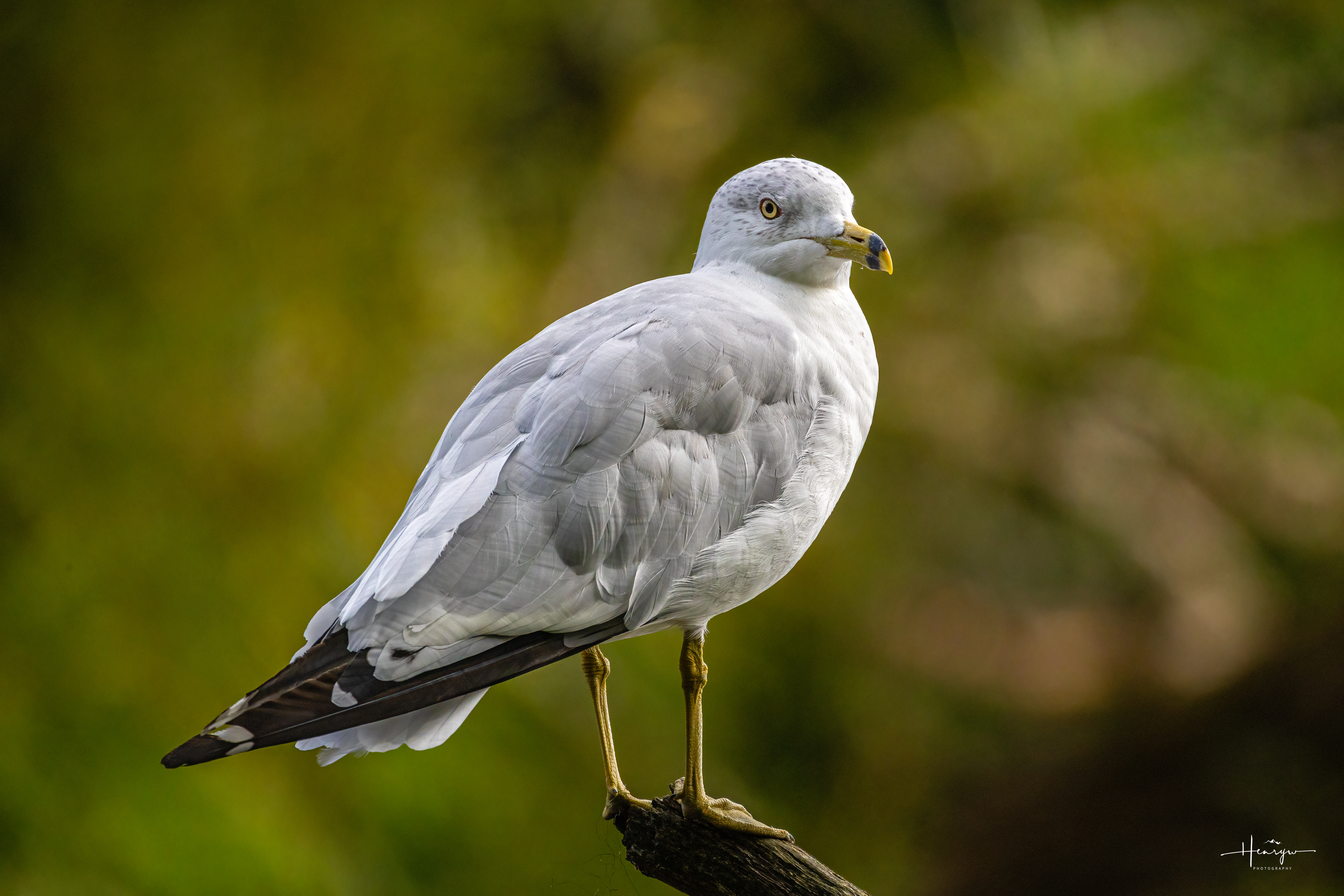 Ring-billed Gull perched on a branch