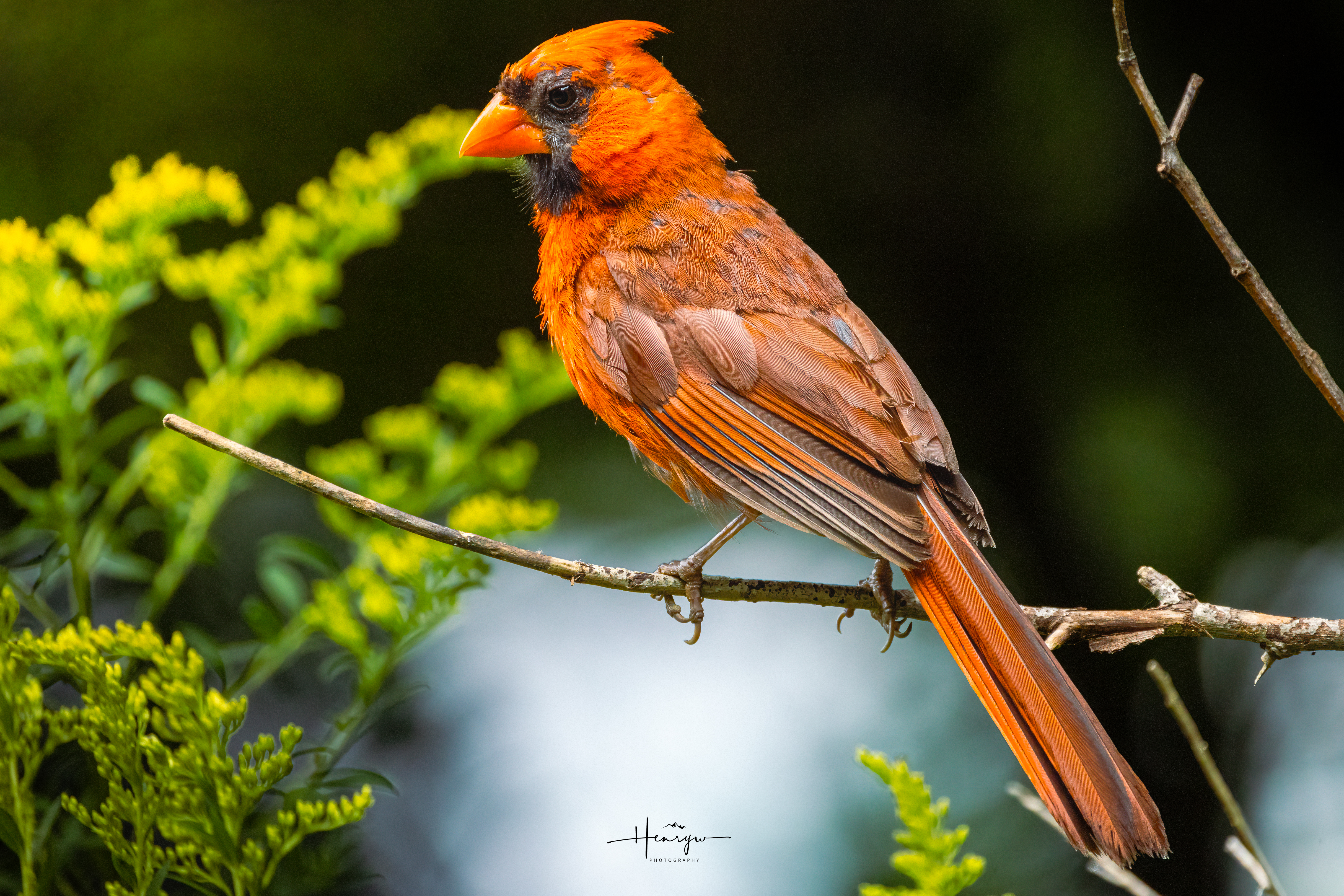 Male Northern Cardinal on a branch with goldenrod