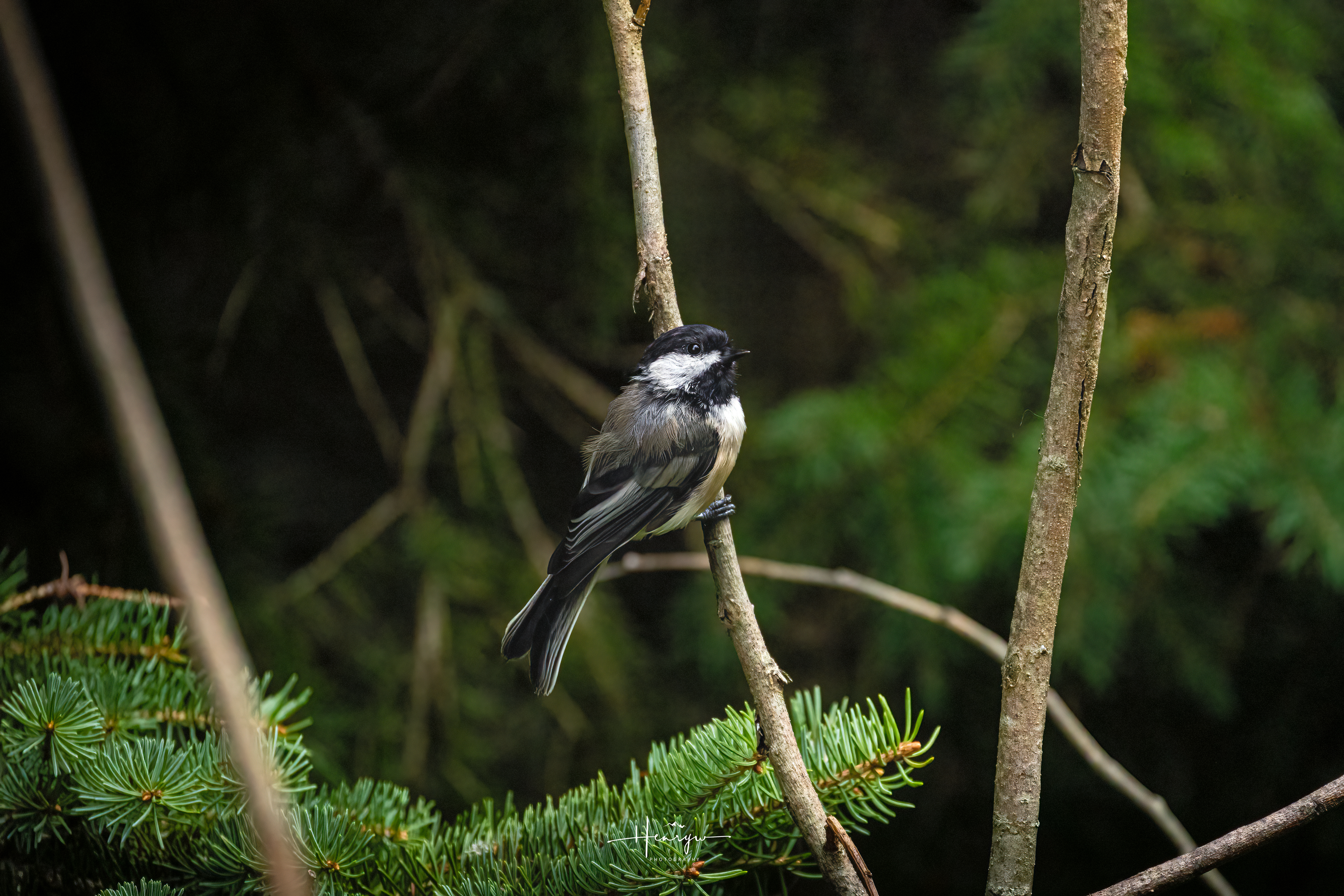 Black-capped Chickadee perched among evergreen branches