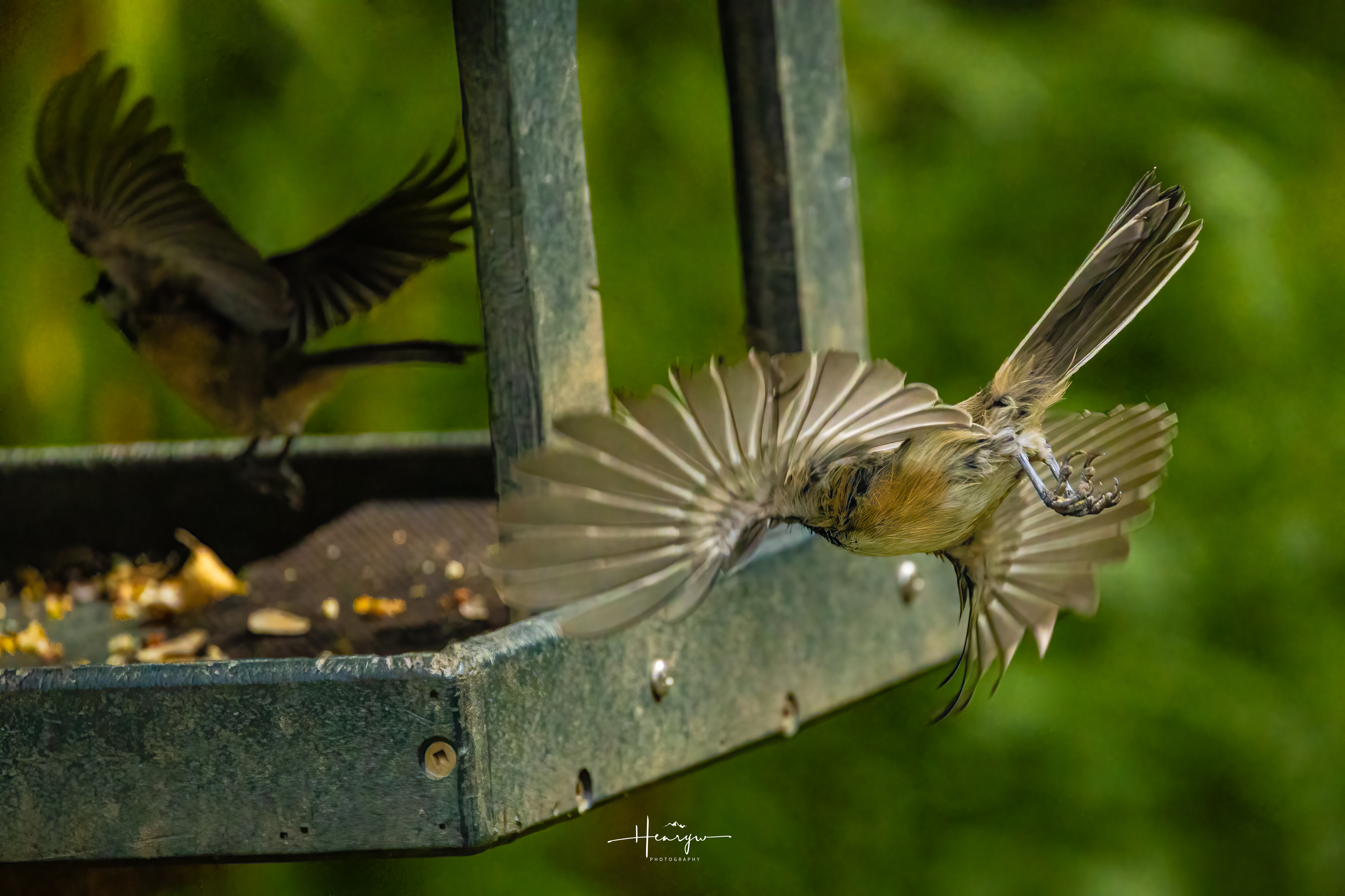 American Goldfinch taking flight from a bird feeder