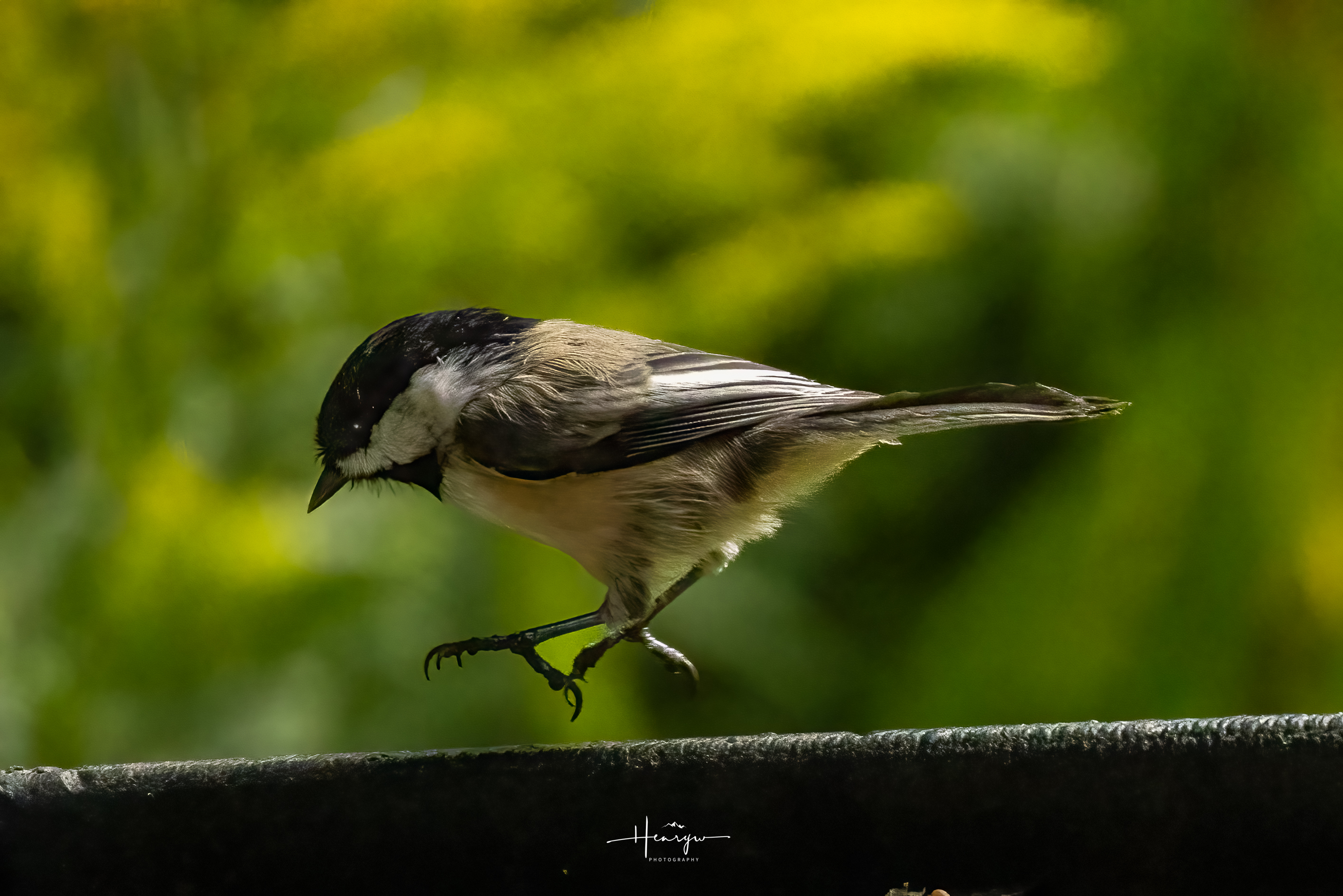 Black-capped Chickadee hopping along a feeder edge
